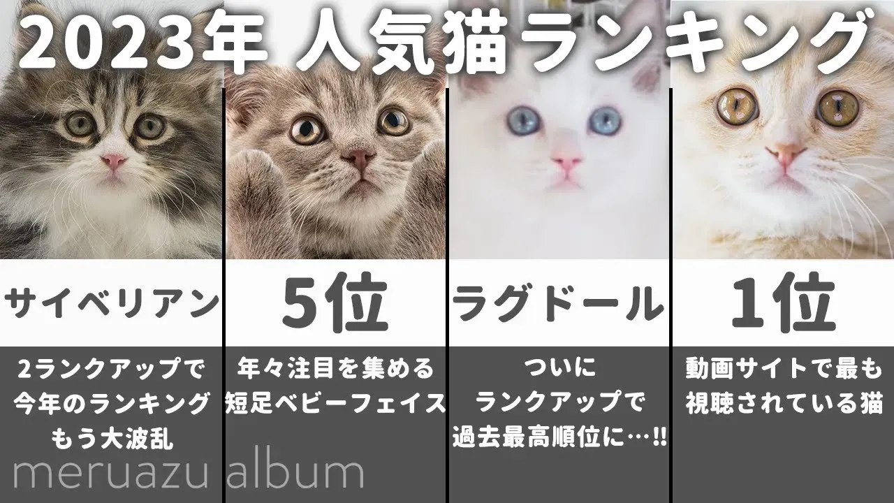 【2025年最新】人気猫 ランキング決定版！最適な猫選びを徹底解説